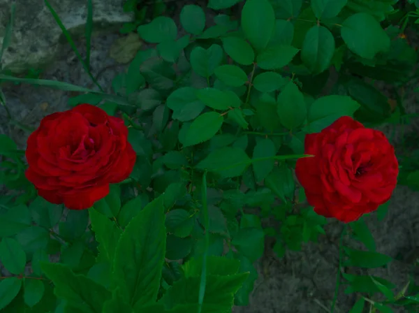 Garden red roses. Green leaves on branches, bushes of bright blooming roses on evening twilight. Natural floral background. Botanical blossom concept. Selective focus image.