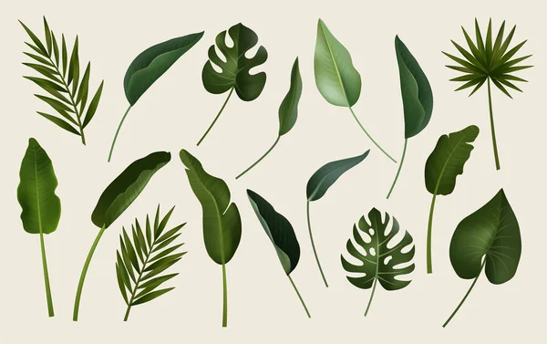 热带树叶收集 白色背景上的向量分离元素 — 图库矢量图片