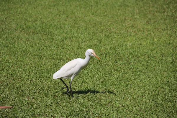 Heron bir çayırda