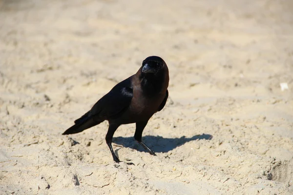 Black crow on the sand — Stock Photo, Image