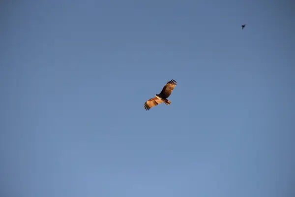 Kartal av uçuş