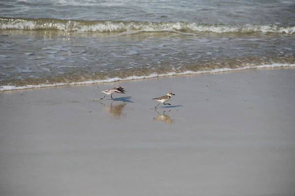 Courir oiseau sur la plage — Photo