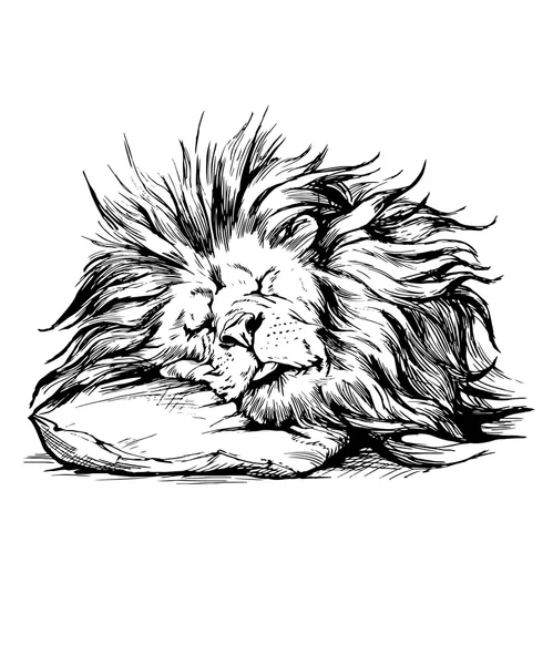 Vector hand drawn realistic lion sleeping character. — Stock Vector