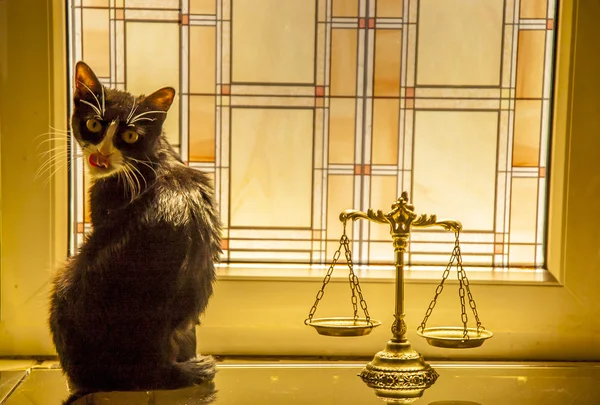 Animals law and justice — Stock Photo, Image