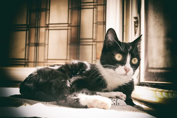 European black and white cat — Stock Photo, Image