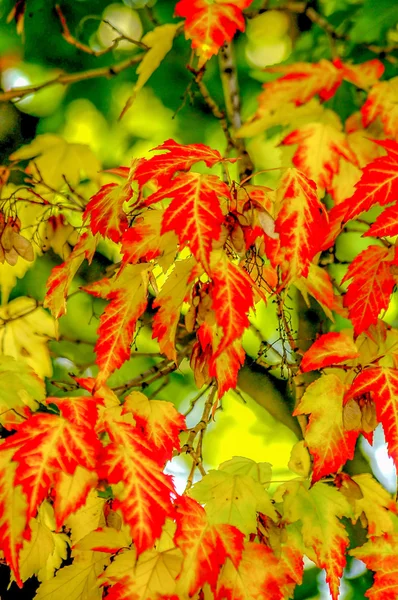 Hojas de otoño — Foto de Stock