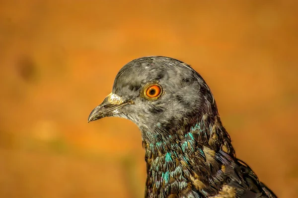 Head of pigeon — Stock Photo, Image