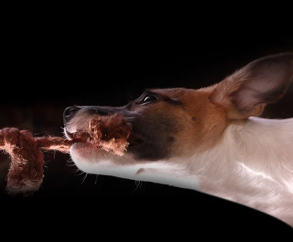 Dühös kutya — Stock Fotó