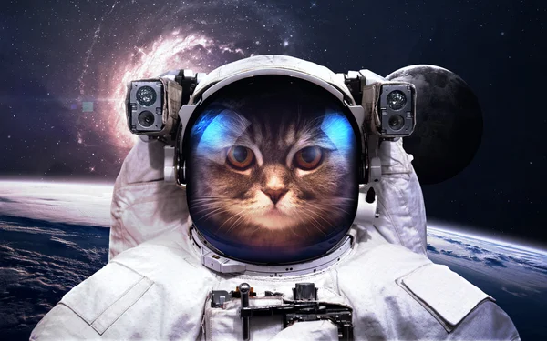 Cat Astronaut Spaţiu Plimbare Spaţială Elemente Ale Acestei Imagini Furnizate — Fotografie, imagine de stoc