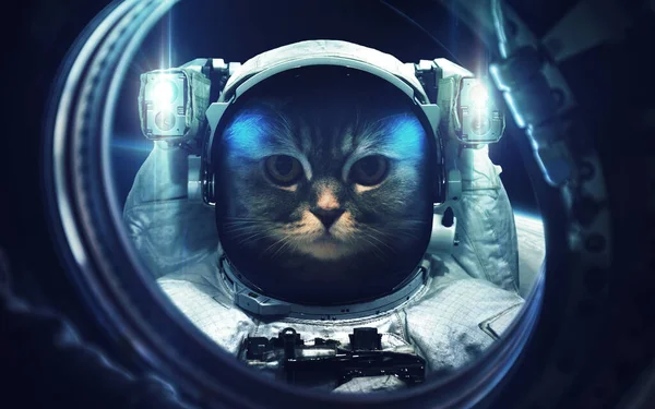 Кішка на вихід у відкритий космос. Космічне мистецтво, шпалери наукової фантастики. Краса глибокого космосу. Мільярди галактик у Всесвіті. Елементи цього зображення, надані НАСА. — стокове фото
