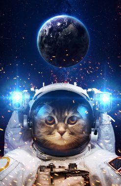 Güzel kedi uzayda. Nasa tarafından döşenmiş bu görüntü unsurları.