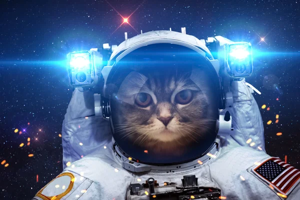 Красиві кота в космічному просторі. Елементи цього зображенні мебльовані НАСА. — стокове фото