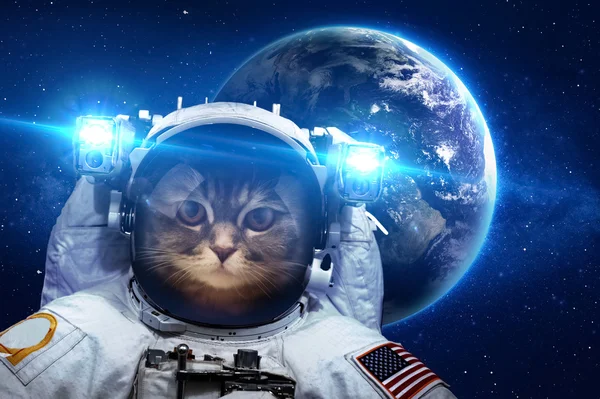 Belo gato no espaço. Elementos desta imagem fornecidos pela NASA . — Fotografia de Stock