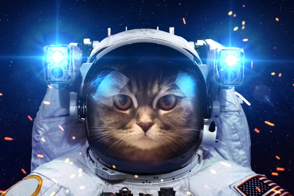 Hermoso gato en el espacio exterior. Elementos de esta imagen proporcionados por la NASA . —  Fotos de Stock