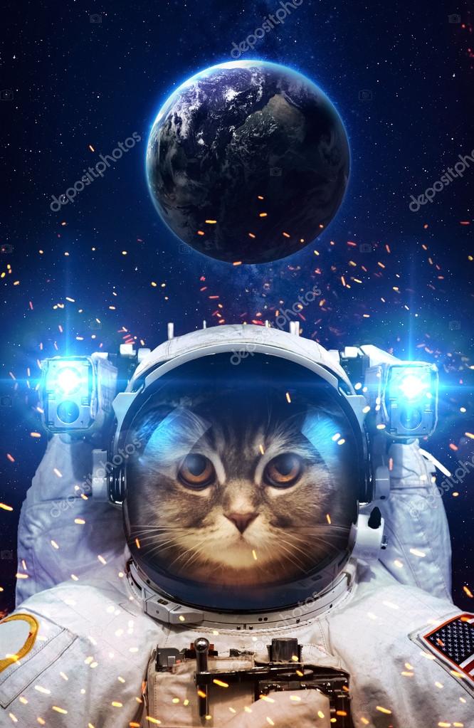 Beau chat dans l'espace. Éléments de cette image fournis