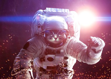 Beautiful cat in outer space. Elements of this image furnished b