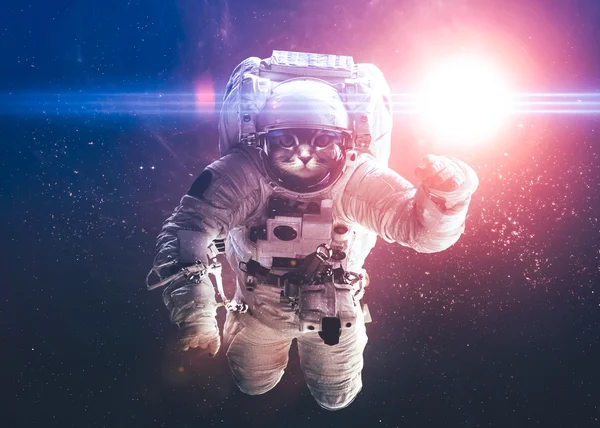 Beautiful cat in outer space. Elements of this image furnished b — Stock Fotó