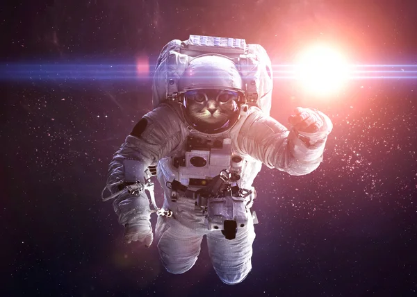 Beautiful cat in outer space. Elements of this image furnished b — Stock Photo, Image