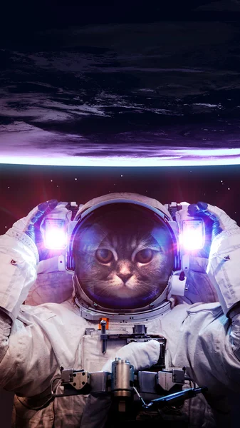 Beautiful cat in outer space. Elements of this image furnished by NASA. — Stock Photo, Image