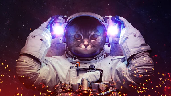 Krásná kočka v kosmickém prostoru. Prvky tohoto obrazu, které Nasa. — Stock fotografie
