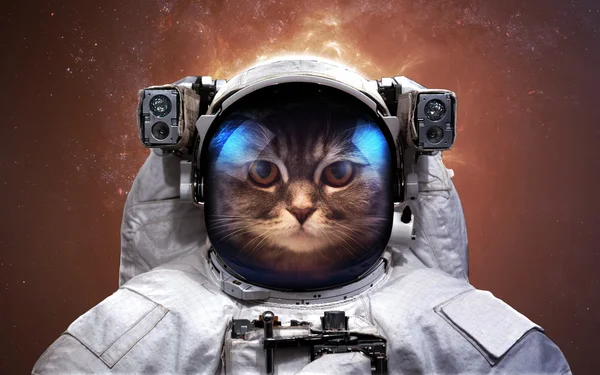 고양이 우주 공간에서 우주 비행사. 우주 유영입니다. Nasa에서 제공 하는이 이미지의 요소 — 스톡 사진