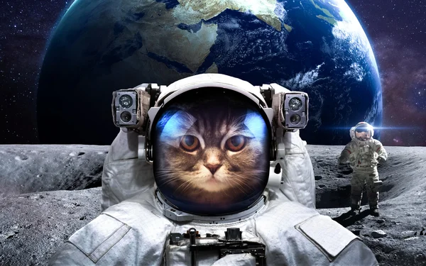 Brave cat astronaut at the spacewalk. This image elements furnished by NASA. — Stock Photo, Image