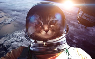 Fon planet Earth karşı uzayda astronot kedi. Nasa tarafından döşenmiş bu görüntü unsurları