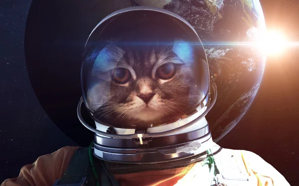 Gatto astronauta nello spazio sullo sfondo del pianeta terra. Elementi di questa immagine forniti dalla NASA — Foto Stock