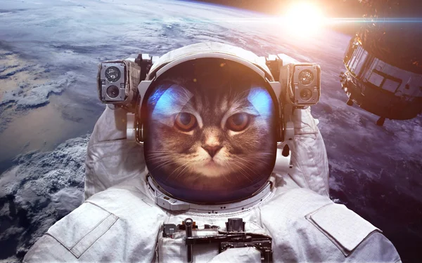 Űrhajós macska a világűrben, a földön a háttérben. Ez a kép a Nasa berendezett elemei — Stock Fotó