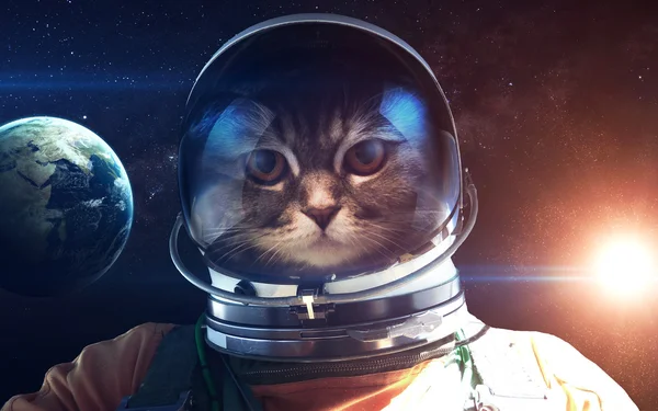 Tapferer Katzen-Astronaut auf dem Weltraumspaziergang. dieses Bildelemente von nasa — Stockfoto