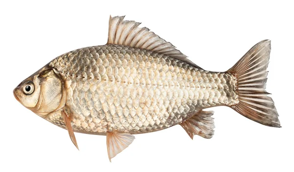 Crucian 물고기 — 스톡 사진