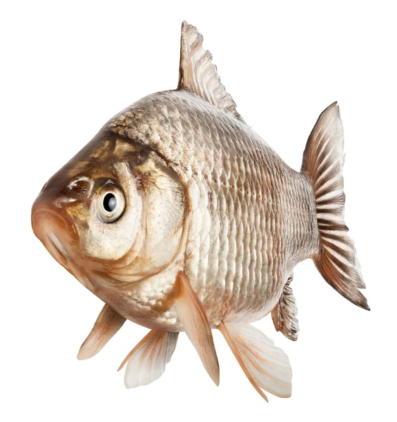 Crucian fish — Stock Image Crucian fish Royalty Free Stock Photos