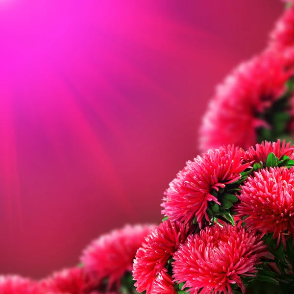 Fiori rosa — Foto Stock