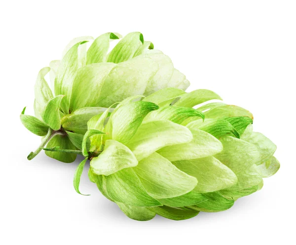 Fresh hops — Stock Photo, Image