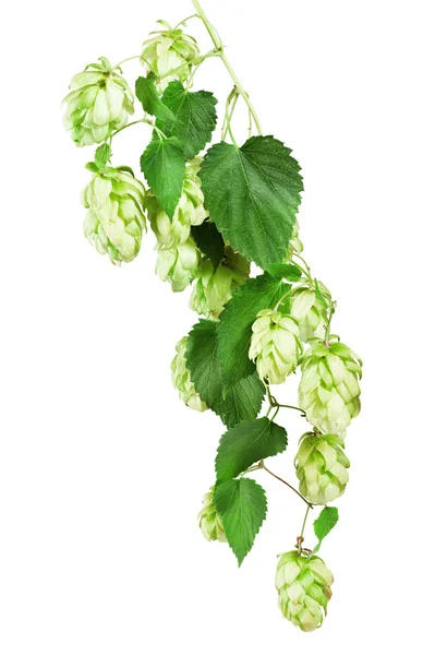 Fresh Hop — Stock Photo, Image