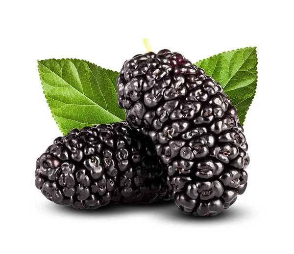 Färska mulberry — Stockfoto