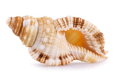 Sea shell isolated clipart
