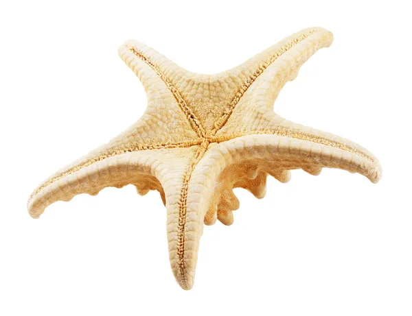 Starfish isolado branco — Fotografia de Stock