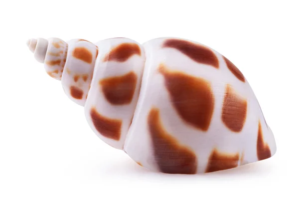 Shell laut terisolasi — Stok Foto