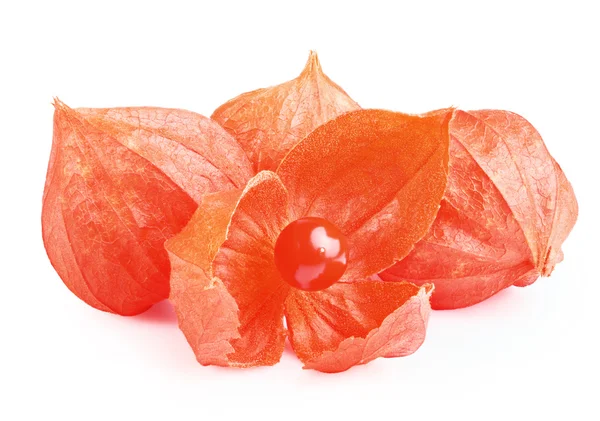 Groselha Physalis fruta — Fotografia de Stock