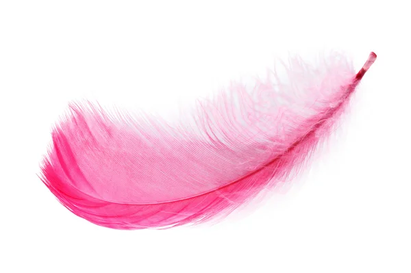 Pink feather wit — Stockfoto