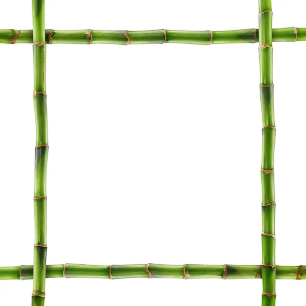 Bambu fresco isolado — Fotografia de Stock