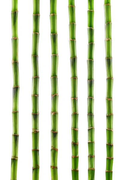 Fresh bamboo isolated — Stock Photo, Image