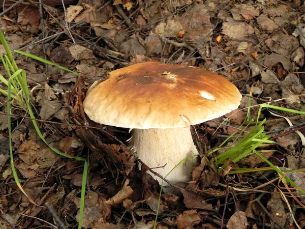 Съедобные грибы в лесу. — стоковое фото