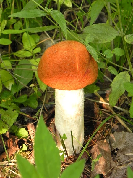 Cogumelo comestível na floresta. — Fotografia de Stock