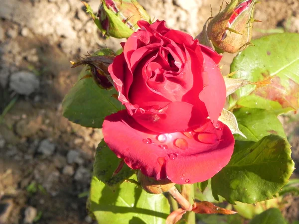 Rosa en un jardín de flores . — Foto de Stock