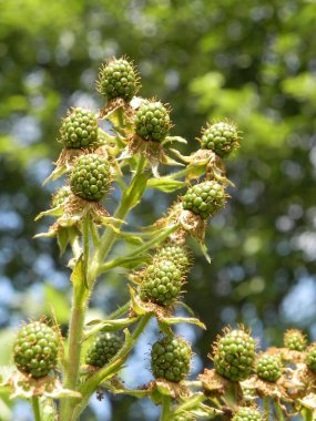 Bush olgunlaşmamış böğürtlen.