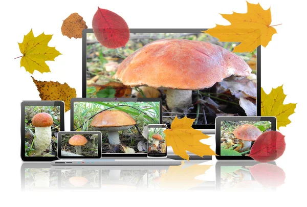 Las imágenes de los hongos están en las pantallas de la tecnología informática . —  Fotos de Stock