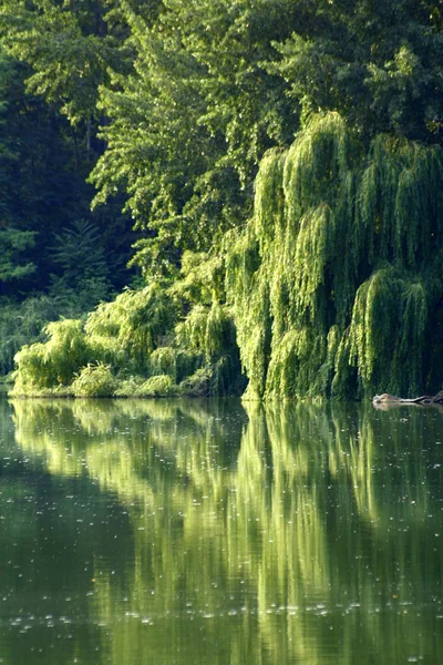 柏林 Lietzensee 图库照片