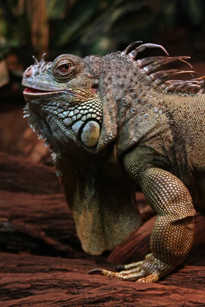 İguana Iguana — Stok fotoğraf